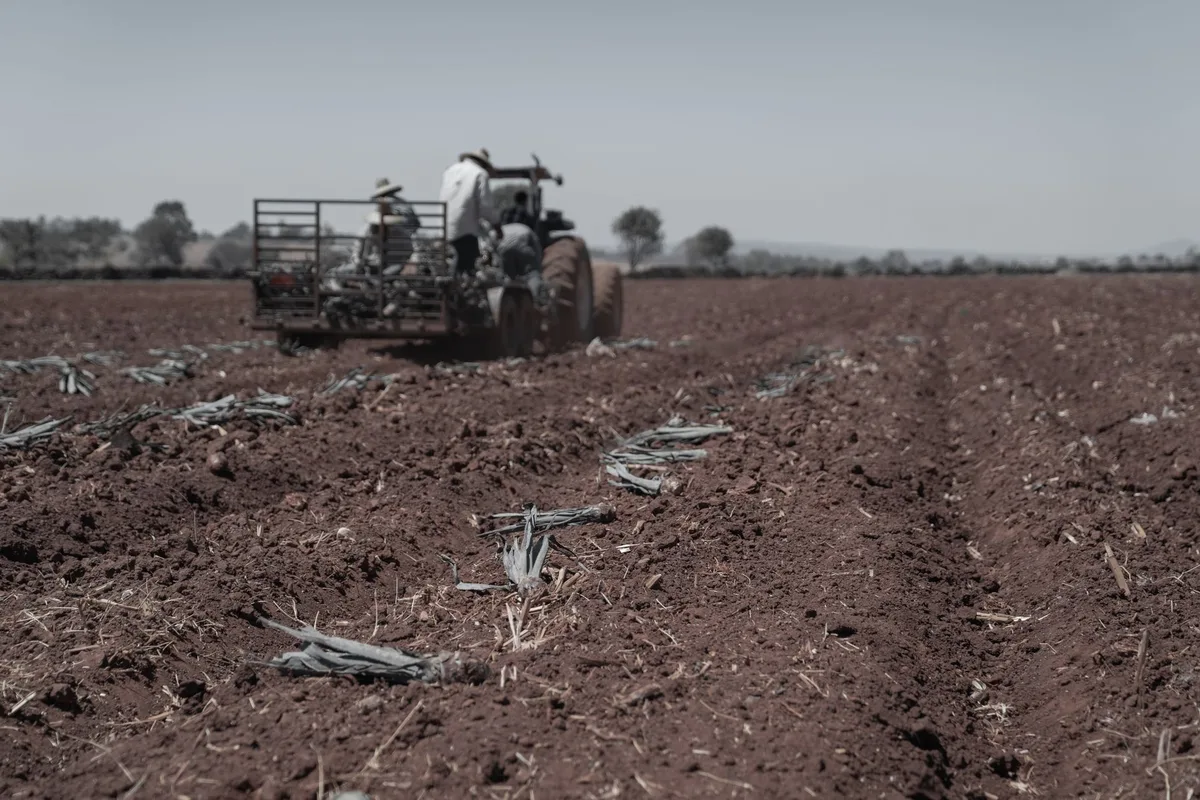 Farm workers riding a tractor across a plowed field, preparing it for planting.