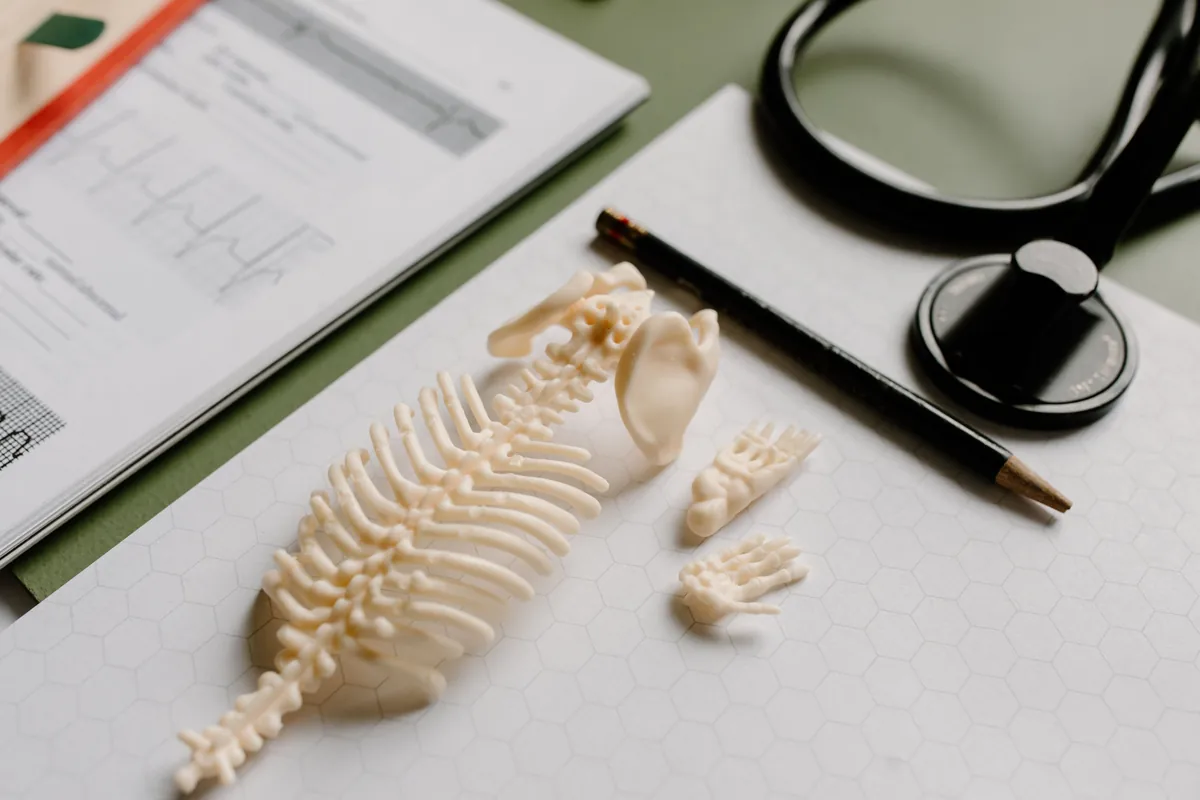 A model of the spinal column lying on a desk beside a stethoscope and study notes.